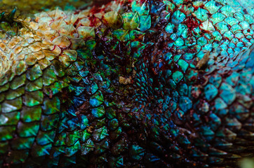 Obraz premium close up Real chameleon skin , chameleon injury skin texture for your design.