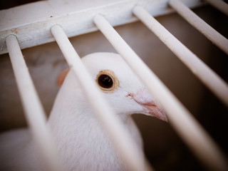 Beautiful White pigeons in cage, doves for wedding in captivity, close up, bird view, cage fence in...