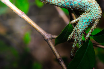 close-up of the blue legged chameleon on a tree.