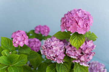 closeup of pink hydrangea in the garden  on blue wall background
