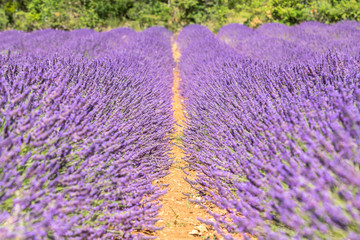 Big lavender field