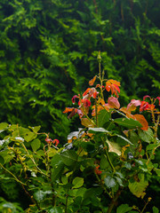 Farbenfrohe Blumen im Garten