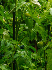 Noch unreife Tomaten am Strauch nach dem Regen