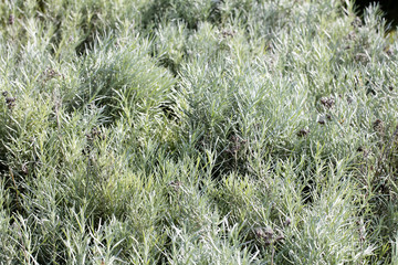 group of lavender plants with perennial grey green leaves