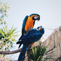 2 Parrots