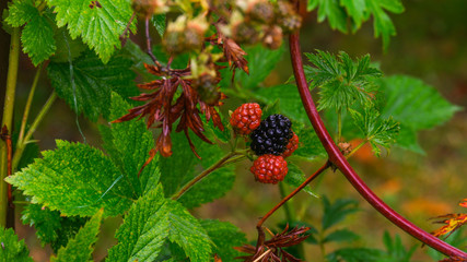 Die Berren am Strauch im Garten werden reif