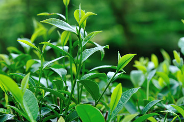 Green tea trees in spring