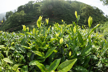 Green tea trees in spring