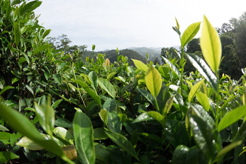 Green tea trees in spring