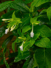 Farbenfrohe Blumen im Garten