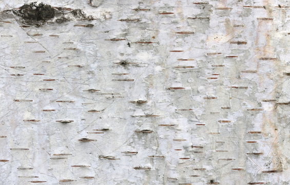 Birch Texture
