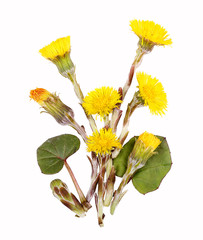 Huflattich, Blüten und Bätter