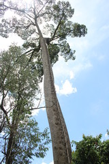 Fototapeta premium Arbre