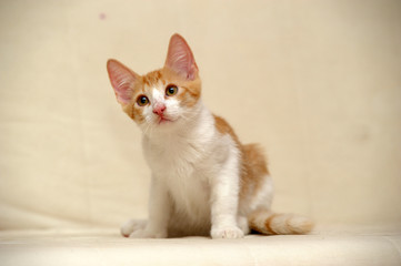 Fototapeta na wymiar red with white kitten on a light background, orange eyes
