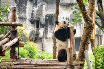 Cute young giant panda standing on hind legs