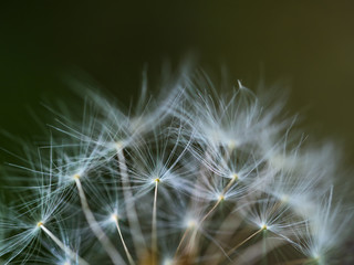 Seeds of dandelion in close up