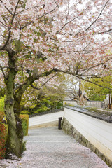 Cherry Blossom Road in Kyoto, Japan