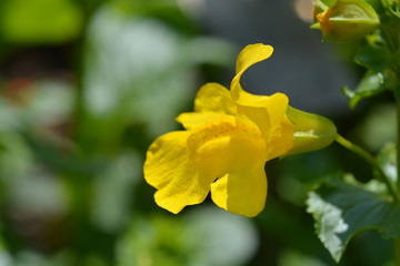 Obraz premium Monkey flower