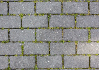 Obraz premium the grass grows through the concrete tile pattern texture background