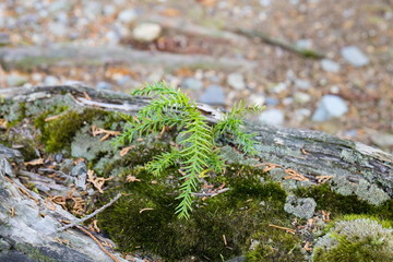 A baby cedar tree on the dead tree