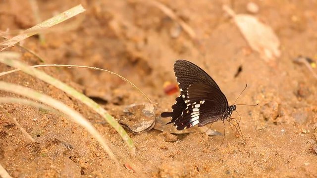 Butterfly spicebush swallowtail papilio troilus from the Papilionidae family, drinking water from the sandy riverbank, high definition stock footage clip. 