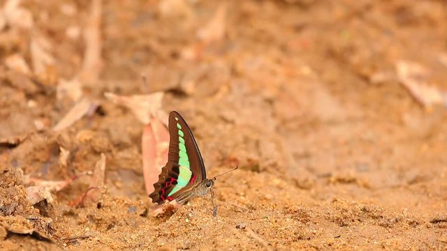 Butterfly  common bluebottle graphium sarpedon luctatius from the Papilionidae family, drinking water from the sandy riverbank, high definition stock footage clip. 