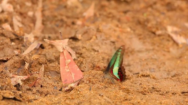Butterfly  common bluebottle graphium sarpedon luctatius from the Papilionidae family, drinking water from the sandy riverbank, high definition stock footage clip. 