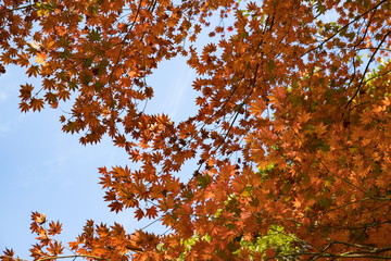 Autumn colorful maple leaves of japanese temple UNPENJI,kagawa,tokushima,shikoku,japan