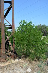 On a sandy sand grows a bright green tree