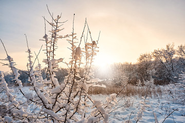Beautiful winter landscape of snow-covered forest with a clearing.