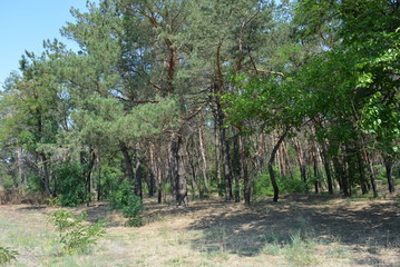 Pine forest, landscape with blue sky, sandy sand and shadow from trees