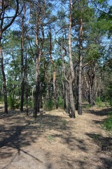 Pine forest, landscape with blue sky and sand