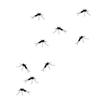 FLying mosquitoes vector
