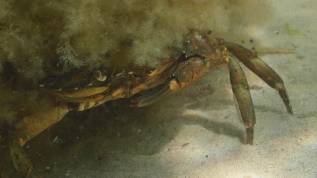 Hidden crab in the Baltic sea