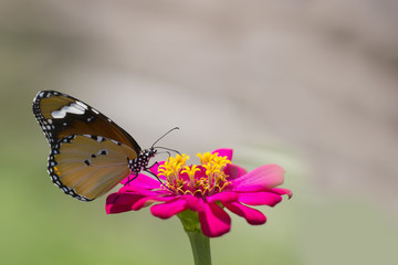 Fototapeta na wymiar Closeup Butterfly and Flowers.