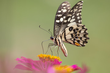 Closeup Butterfly and Flowers.