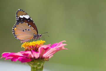 Closeup Butterfly and Flowers.