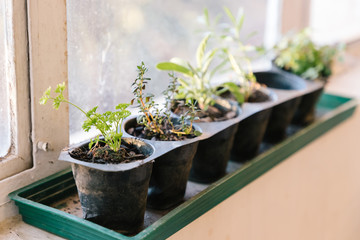 Small Herbs on windowsill