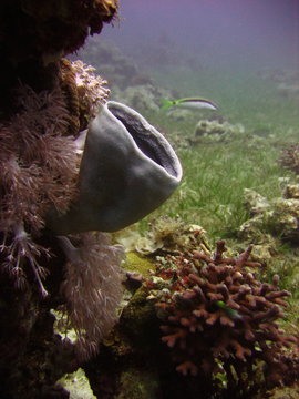 View Of The Coral, Hexactinellid Sponges And Fish In The Red Sea