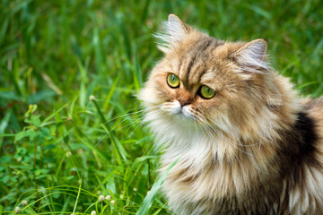 Naklejka na ściany i meble golden chinchilla persian kitten cat sitting on the green grass and concentrate looking up for something in the garden at the morning. animal and pet lifestyle concept.