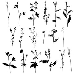 Set ofsilhouettes of herbs and flowers
