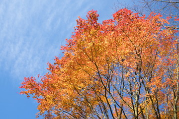 Autumn colorful maple leaves of japanese temple UNPENJI,kagawa,tokushima,shikoku,japan