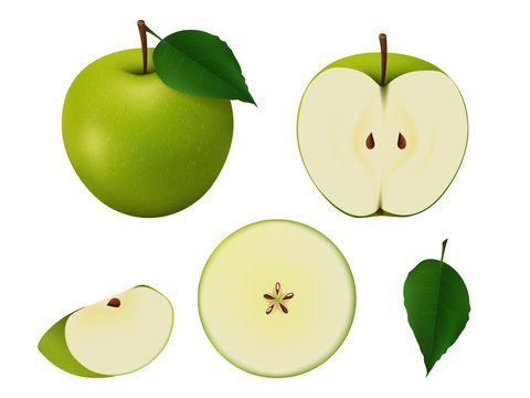 set of green apples of different shapes, whole, slice, cut in half, top and side view, leaf. without a shadow. on white background. realistic style. vector illustration.
