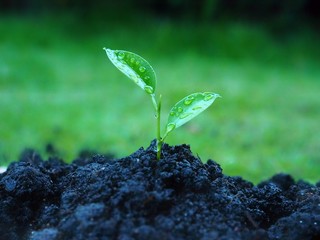Young green plant in soil with nature background