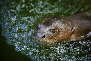 Giant Otter - Pteronura brasiliensis, large fresh water carnivore from South American rivers.