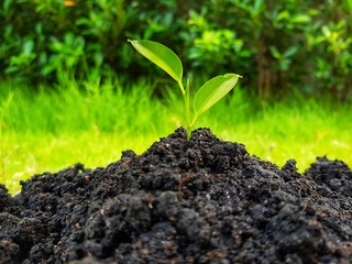 Young green plant in soil with nature background