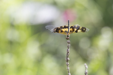 Closeup Dragonfly on Abstract Blurred Nature Background.