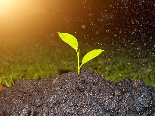 Young green plant in soil with nature background