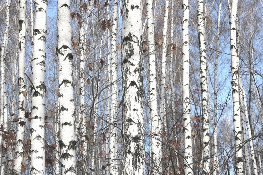 Several birches with white birch bark in birch grove among other birches