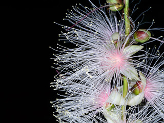 Close up of Baranda angatensis Llanos flower.